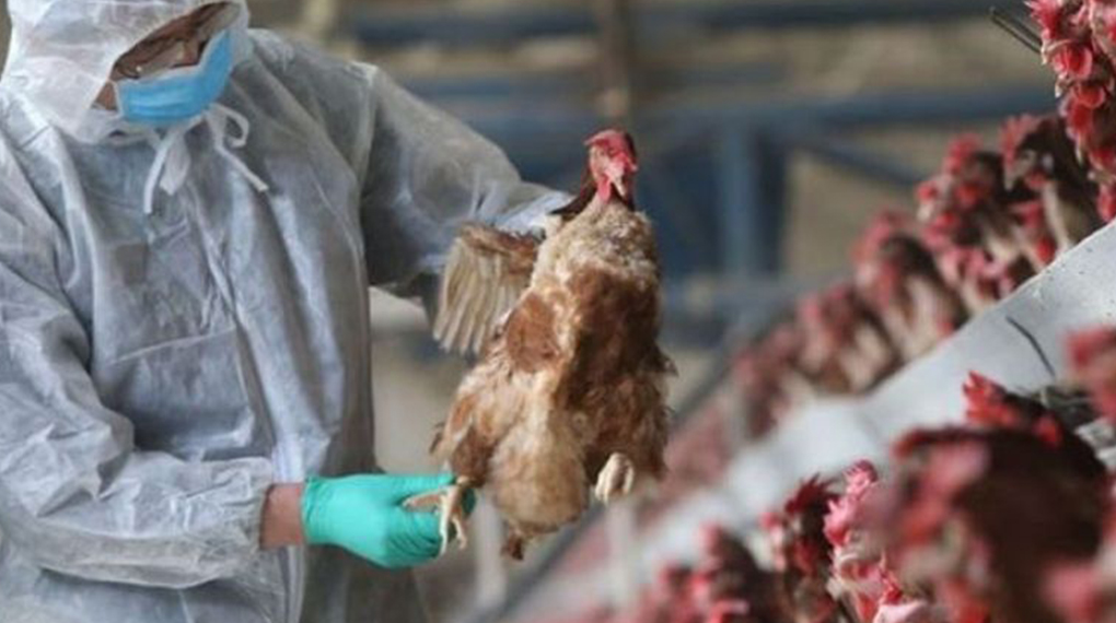 DSV face controale pentru prevenirea gripei aviare